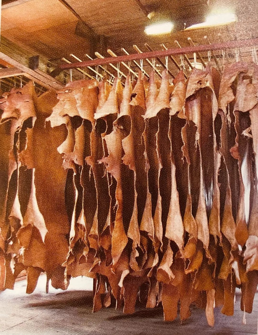 Image [12]-Veg-tan Process Explained: How Rawhide Becomes Thick, Durable Leather Using Natural Tannins in a 21-Step Journey from Rawhide to Finished Product-Nleather
