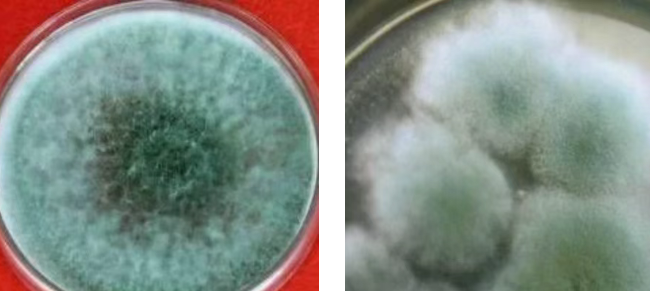 Image [4]-leather mold prevention: Essential Anti-Mold Secrets – Nleather-Nleather