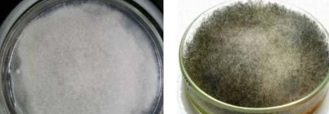 Image [6]-leather mold prevention: Essential Anti-Mold Secrets – Nleather-Nleather